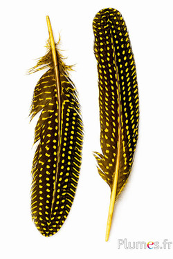 Faraona - 16-20 cm - giallo
